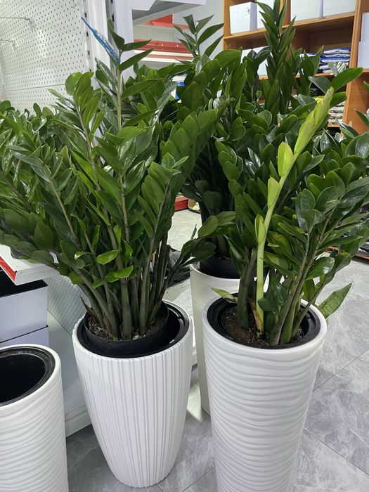 Долларовое дерево