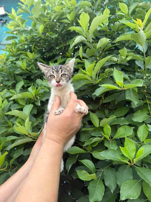 Отдадим котят бесплатно