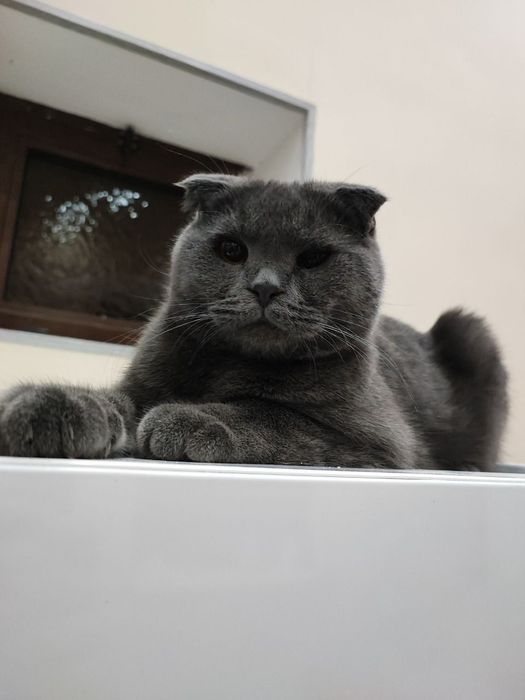 Виязкага мукуш британски