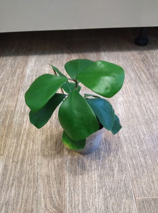 Комнатные цветы продажа