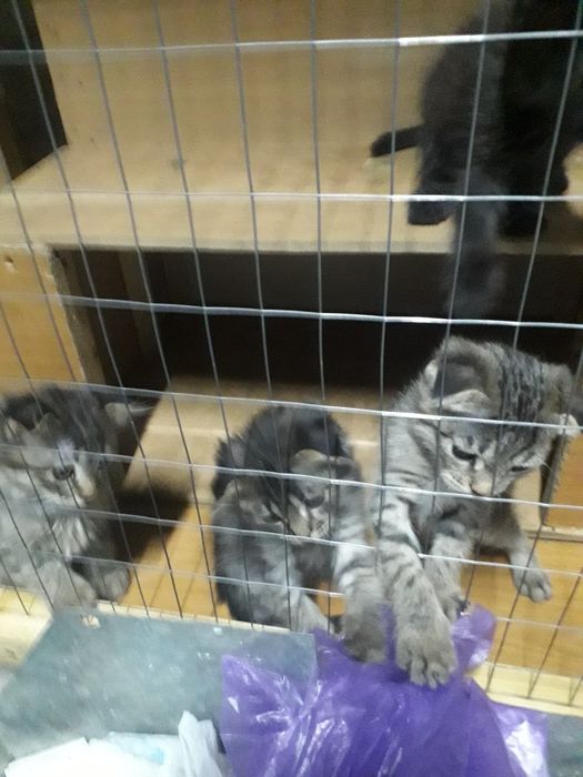Котята бесплатно