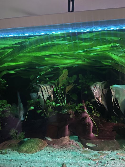 Скалярии  мраморные пара