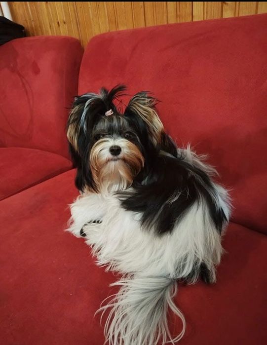 Бивер йоркширски териер