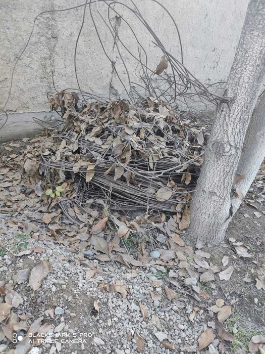 6ка катанка продам или Обмен