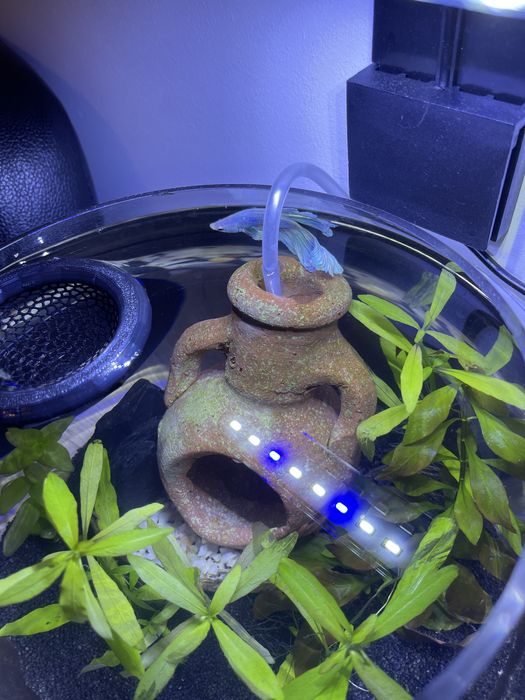 Vand peste betta + lampă led noua pentru acvariu