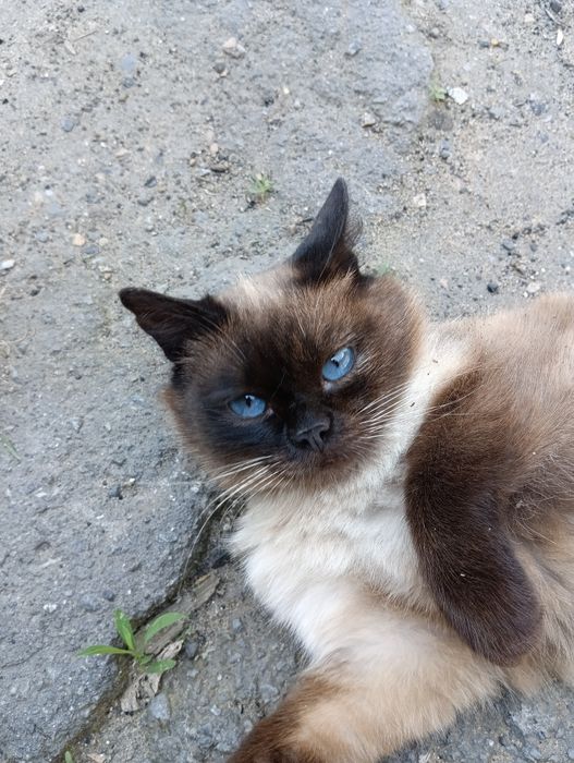 Отдам кота в хорошие руки