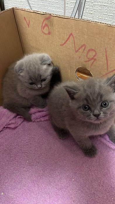 Продам котят британцы
