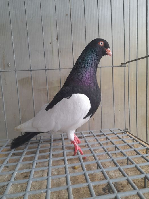 Porumbei Coțofene Germene