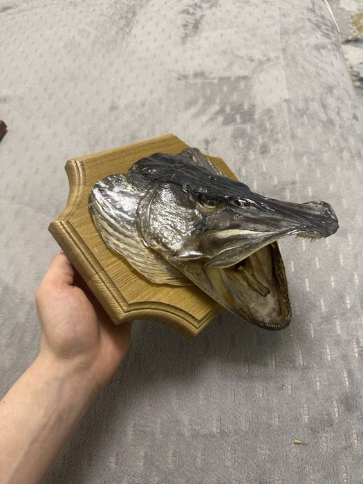 Продам сувенир из трофейной щуки