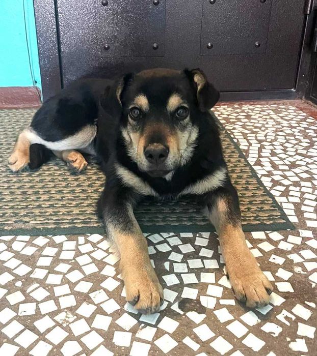 отдам щенка в добрые руки