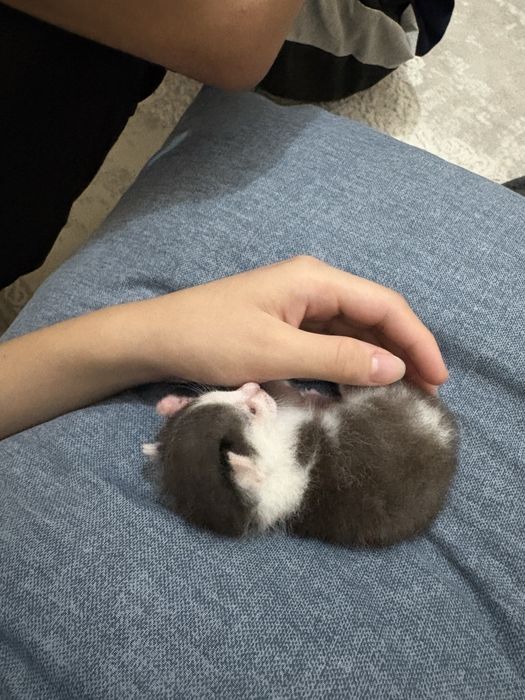 Отдам котов бесплатно