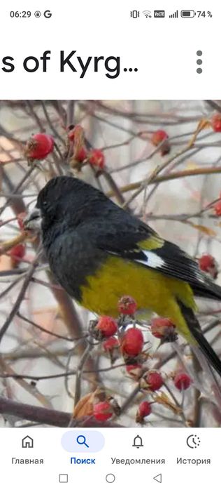 Продам птицу певчие