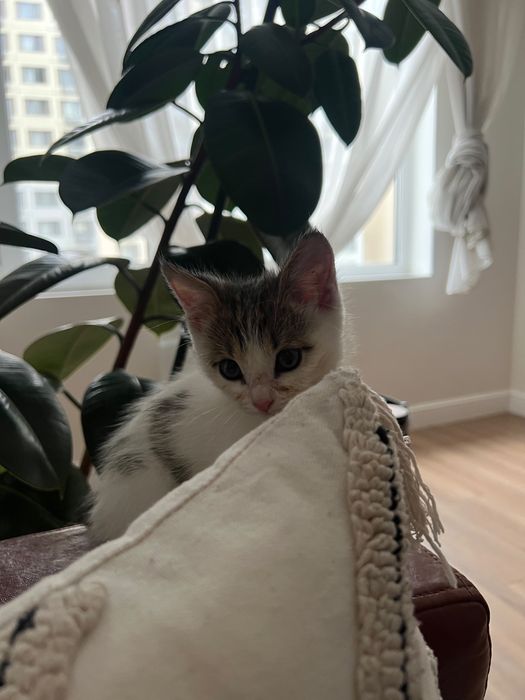Котенок Лея ищет семью!