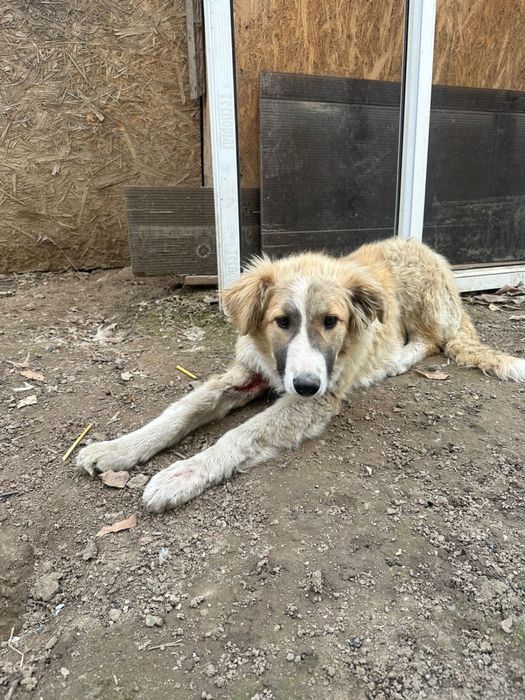 Собака очень игривая добрая в Хорошие руки