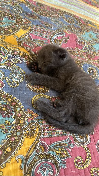 котенок мальчик шотланский вислоухий