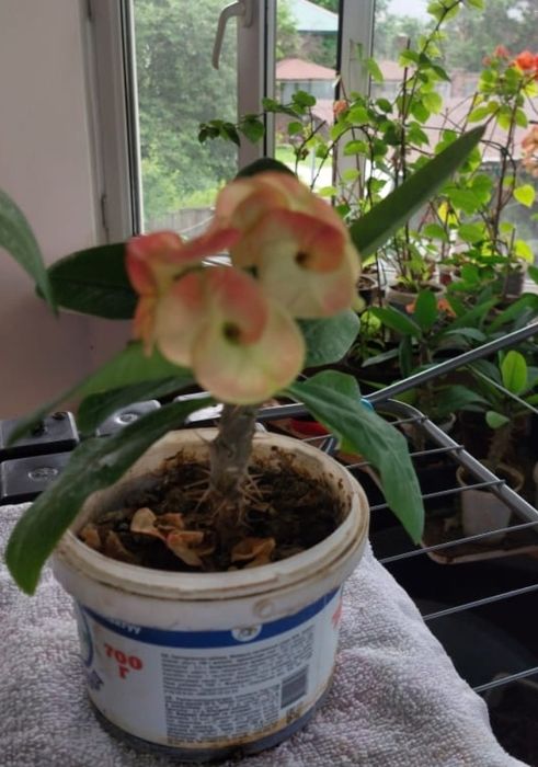 Комнатное растение Молочай Миля