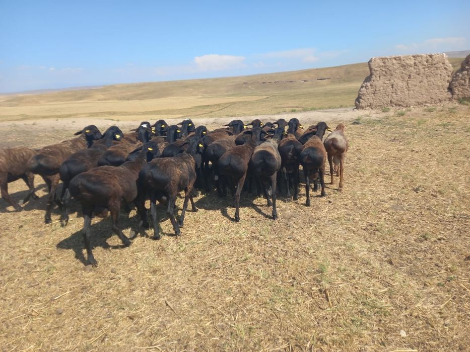 Құрбандыққа қой қошқар