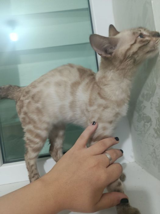 Mushuk sotiladi bengal