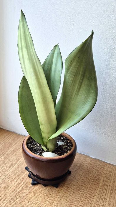 Сортовая сансевьерия Муншайн (Лунное сияние Moonshine)комнатные цветы.