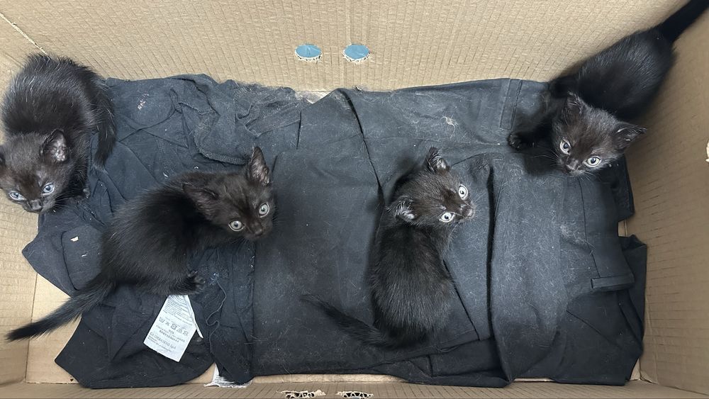 Отдам добрые ручки котят
