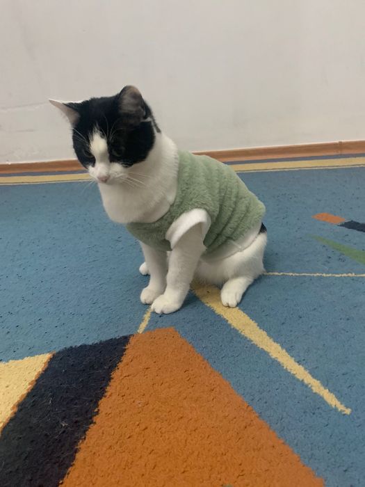 Отдаю кота в добрые руки