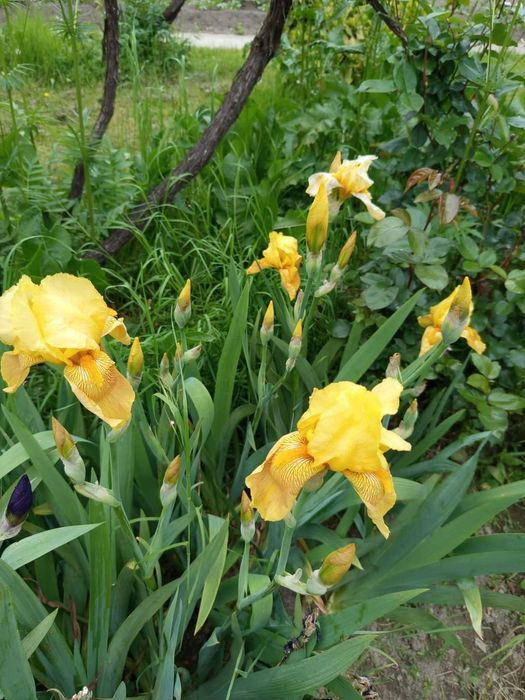 Продавам грудки от перуника /ириси/