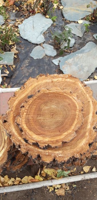 Спил дерево  для декора