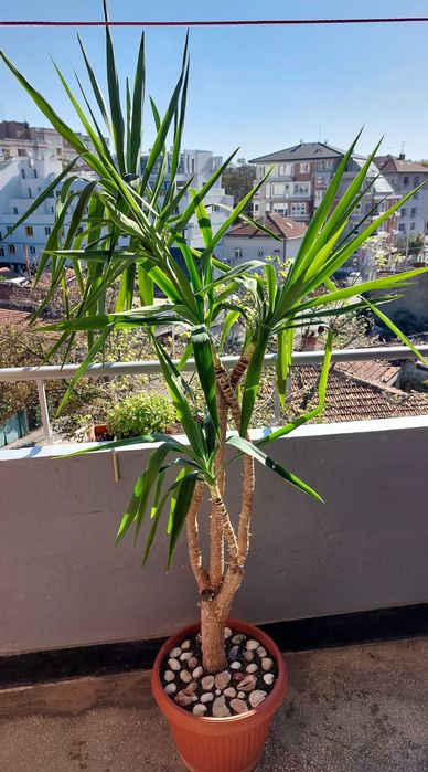 Палма Юка Голяма