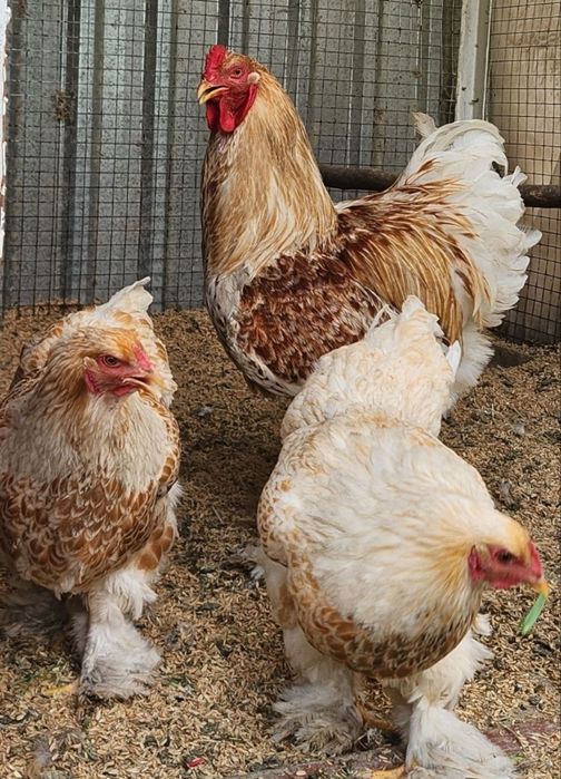 Брама    белое ва чёрное золото   10 кунли жужалари