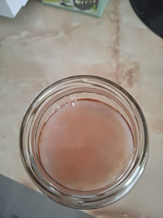 Ciupercă (SCOBY) Kombucha + ceai starter
