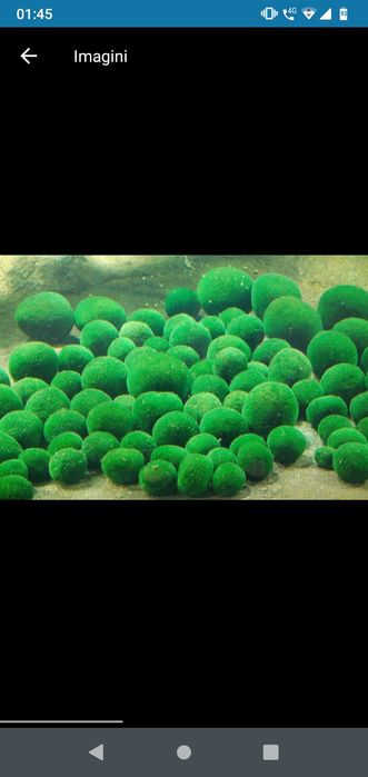 planta acvariu pesti Cabomba,Moss,,anubias..