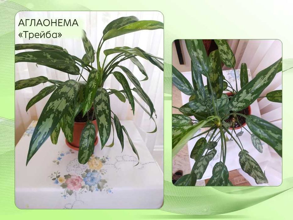 Аглаонема Сильвер Бей. Цветы комнатные декоративно лиственные