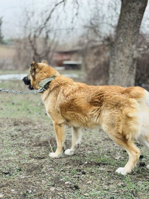 Диего! Алабай ищет семью. В хорошие руки