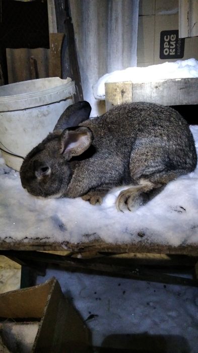 Продам крола на племя