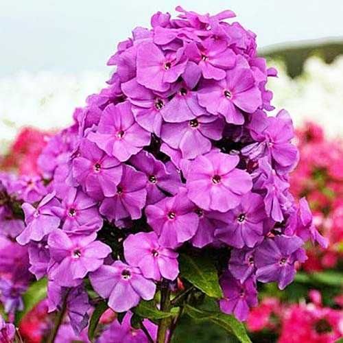 Хрян,Хоста, Еуфорбия, Медуница, Гарванов лук,  Астра, Манголд...