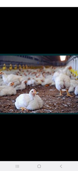 Pui si gaini transport gratuit  20 lei