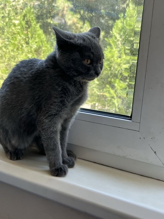 Britan strayt/mushuk bolasi/котят/кот/кошка/страйт/британский кошка