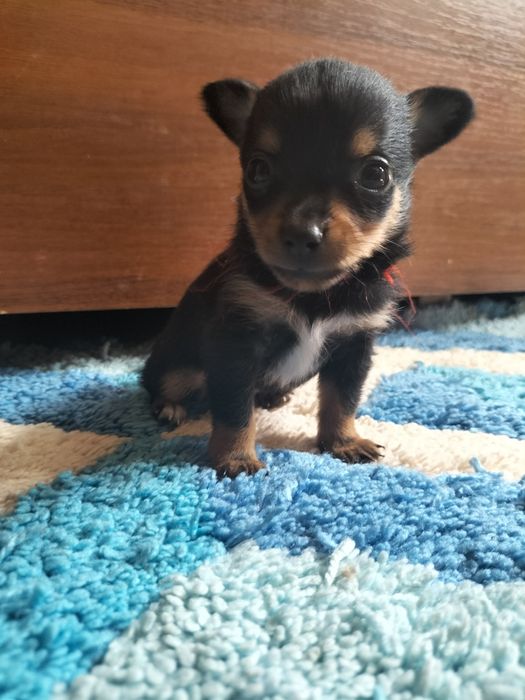 Щенки русского той терьера