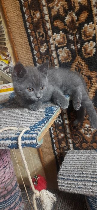 Mushukcha sotiladi / продается котёнок