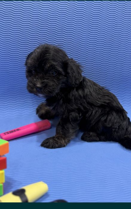 Щенки Мальтипу ф 1