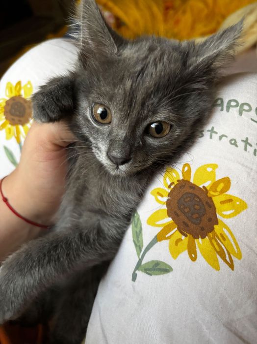 Продаётся 3х месячная кошка