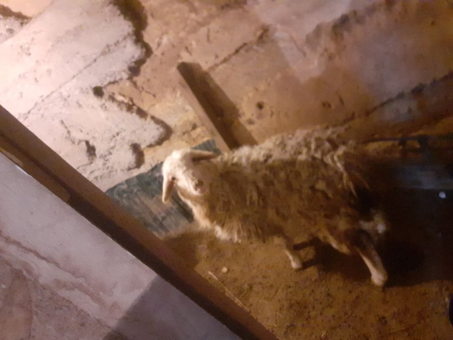 Продам овцы. Стоят пос. Мартук