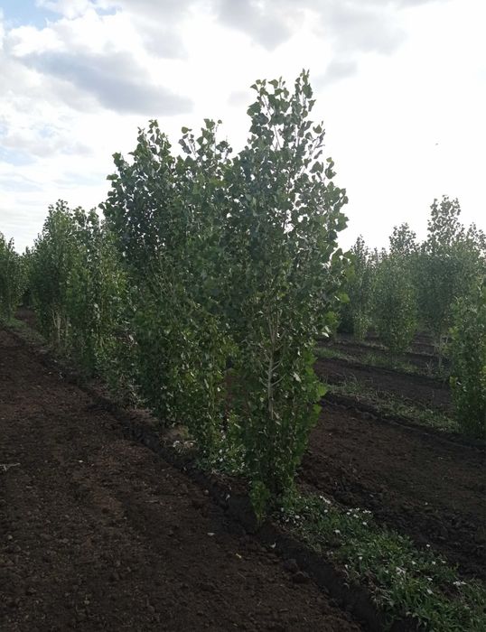 Ива Клен тополь вязь береза