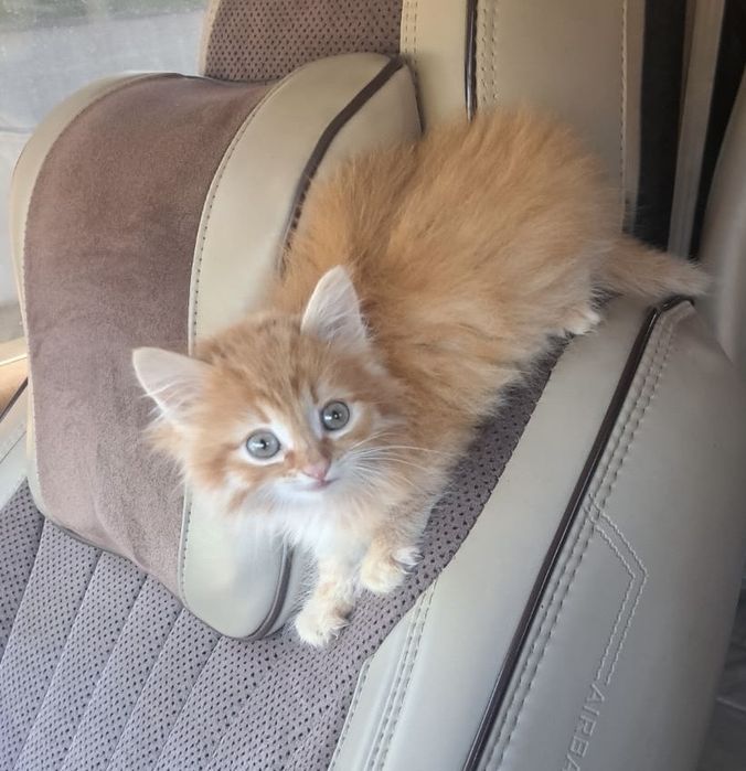 Отдам котенка в добрые руки!