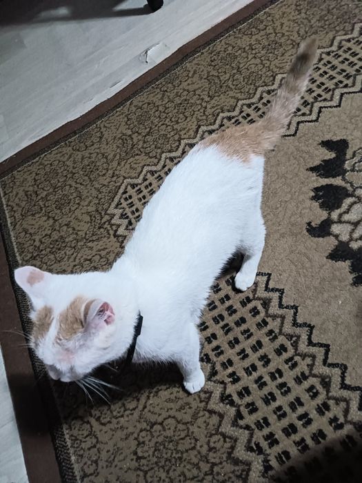 Отдам красивую кошку,