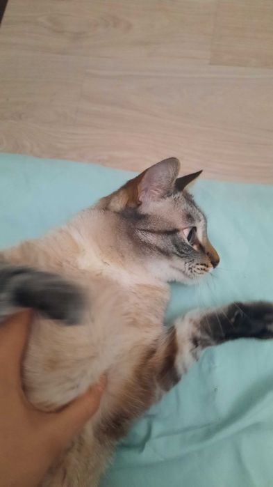 Ласковый домашний котик