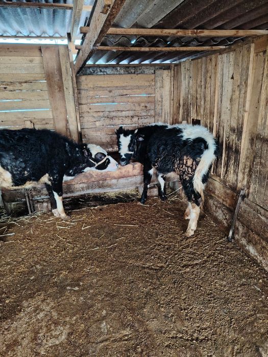 Город Шымкент...