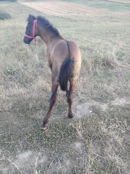 Mânz foarte bun  , Mehedinți