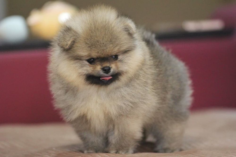 Предлагается мальчик померанского шпица