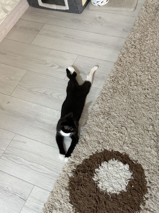 отдам котенка в добрые руки.
